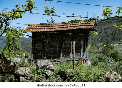 Old rustic hórreo storage barn framed by grapevines behind a stone wall. Traditional agricultural architecture along the Camino de Santiago routes.
