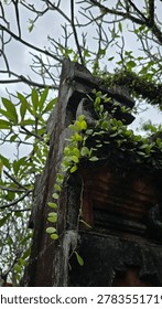 Old rustic structure partially covered by plants and tree branches in a tropical outdoor environment. The weathered building and natural overgrowth create a moody abandoned atmosphere suitable for themes related to decay, forgotten places, tropical nature, urban exploration, and environmental storytelling with dramatic natural textures.