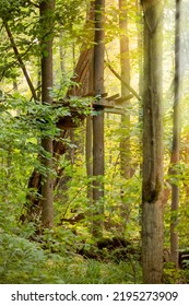 Old Rustic Tree Stand For Hunting On A Tree Deep In Woods Backlit With The Sun Beams.