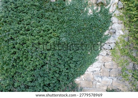 Old rustic wall with climbing ivy background The Concept of time and resilience