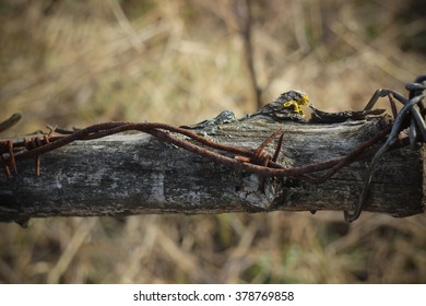 Old rusty barbed wire in field closeup