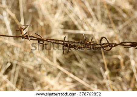 Old rusty barbed wire in field closeup