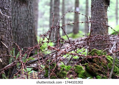 Old rusty barbed wire on the ground among the trees in a mountain forest.