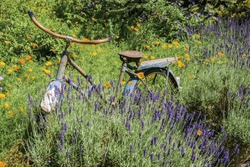 An Old Rusty Bicycle In A Garden