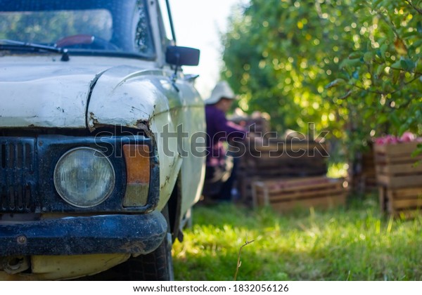 old rusty car in the apple\
orchard