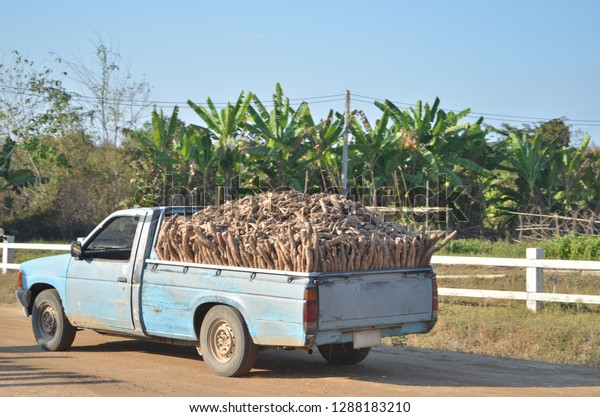 An\
old rusty pick-up truck fully overloaded with casava roots running\
along countryside road covered with dirts and dusts in the\
countryside during the delivery of casavas to the\
town