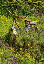 Old Rusty Vintage Bicycle In A Field Of Lavender And Orange Poppy Flowers.
