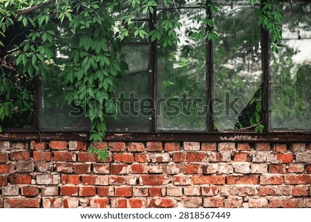 Old rusty window with broken panes, overgrown with green ivy above brick wall, exterior of abandoned building.
