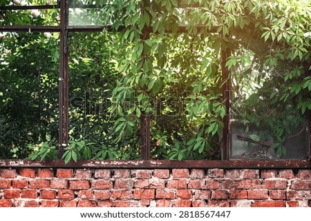 Old rusty window without glass, overgrown with green ivy above brick wall, exterior of abandoned building.