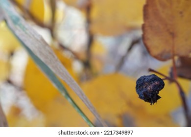 Old Saskatoon Berry On Bush In Fall