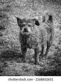 An Old Scrappy Dog In The Forest.