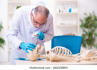 Old Senior Anthropologist Working In The Lab