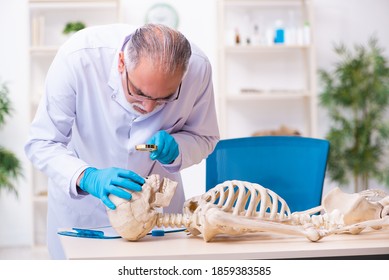 Old Senior Anthropologist Working In The Lab