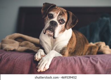 Old Senior Boxer Dog