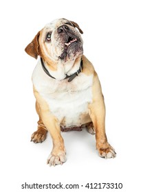 Old Senior Bulldog Breed Dog Sitting And Looking Up