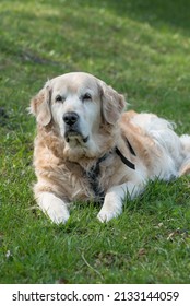 Old Senior Dog - Golden Retriver