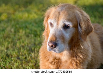 Old Senior Golden Retriever Dog With Stick