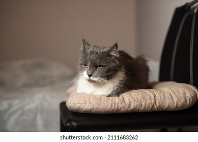 Old Senior Grey Angry Female Cat Lays On A Pillow And Doesn't Like To Be Bothered