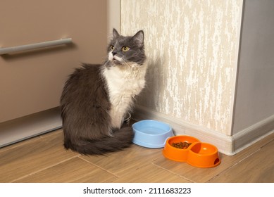 Old Senior Grey Female Cat Waits For Food To Be Fed In A Kitched Near Her Cat Food Bowls