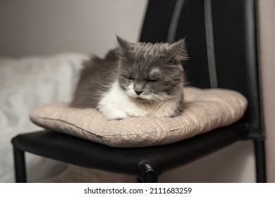 Old Senior Grey Sleepy Female Cat Lays On A Pillow With Closed Eyes