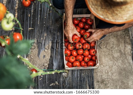 Similar – Image, Stock Photo Senior hands sorting fresh vegetables into wooden crate