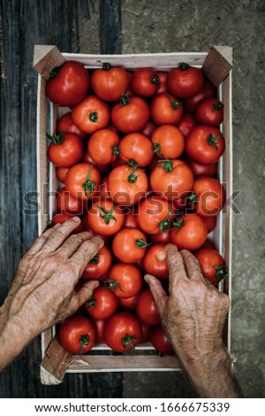 Similar – Image, Stock Photo Senior hands sorting fresh vegetables into wooden crate