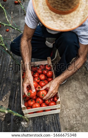 Similar – Image, Stock Photo Senior hands sorting fresh vegetables into wooden crate