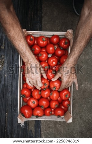 Senior hands sorting fresh vegetables into wooden crate