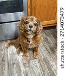 Old senior ruby Cavalier King Charles Spaniel 