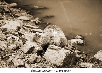 Old Sepia Photo On A Muskrat On A Bank Of A River