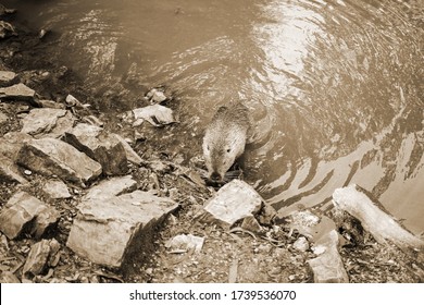 Old Sepia Photo On A Muskrat On A Bank Of A River