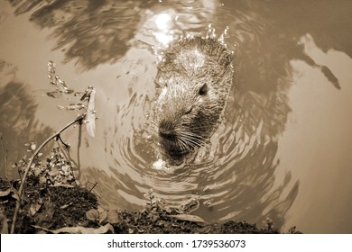 Old Sepia Photo On A Muskrat On A Bank Of A River