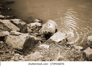 Old Sepia Photo On A Muskrat On A Bank Of A River