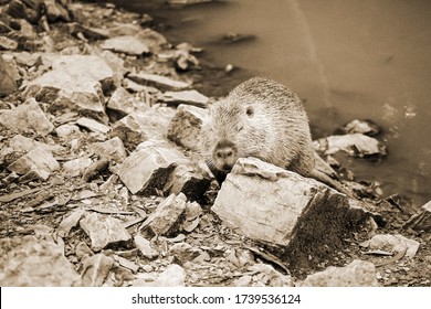 Old Sepia Photo On A Muskrat On A Bank Of A River