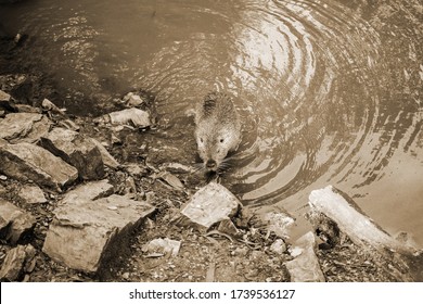 Old Sepia Photo On A Muskrat On A Bank Of A River