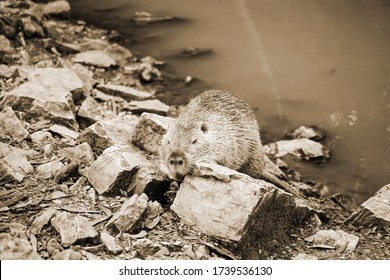 Old Sepia Photo On A Muskrat On A Bank Of A River