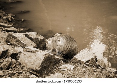 Old Sepia Photo On A Muskrat On A Bank Of A River