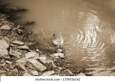 Old Sepia Photo On A Muskrat On A Bank Of A River