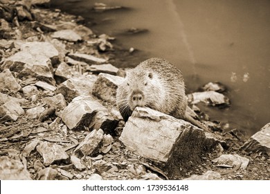 Old Sepia Photo On A Muskrat On A Bank Of A River