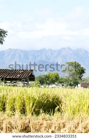 old shack house in the middle of rural rice fields with views of the East Java mountains, suitable for banner, post, sosial media, news.