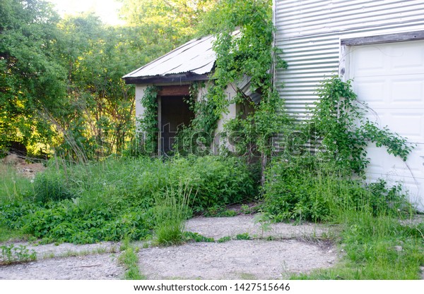 Old Shed Barn Garage Overgrown Invasive Stock Image Download Now