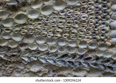 Old Shell Grotto 