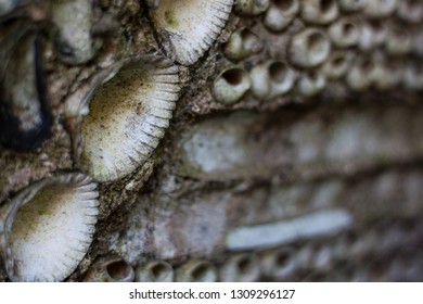 Old Shell Grotto 