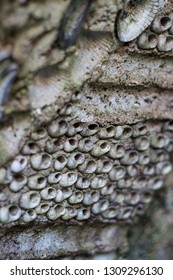 Old Shell Grotto 