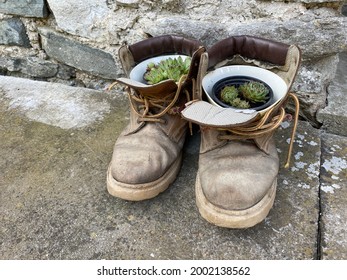 Old Shoes With Green Flowers Inside. Decoration At The Door Village House In The Czech Republic. Together With Stone Wall Behind It Has Rustic And Vintage Look. Boots Are Made Of Leather With Sole. 