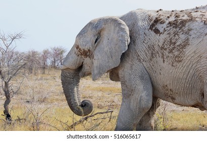 Old Sick African Elephant With Short Broken Tusks, Namibia, Africa. Animal Abuse, Illegal Ivory Trade And Poaching, Save Wild Animals