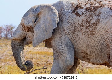 Old Sick Elephant With Short Broken Fangs, Africa. Animal Abuse And Illegal Ivory Trade. Saving Wild Animals