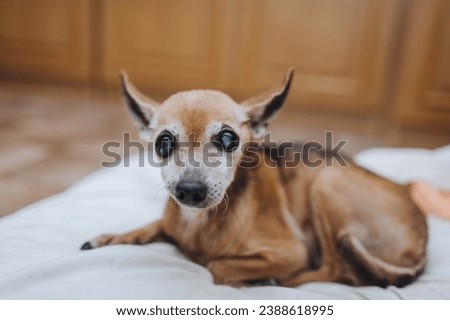 An old sick purebred toy terrier, chihuahua dog lies on a pillow in a room at home. Photograph of an animal, pet.