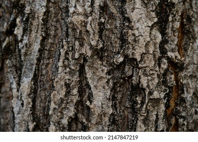 old skin wood tree texture
