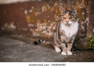 old skinny alley cat, boney moggy in front of dingy wall, gaunt kitten